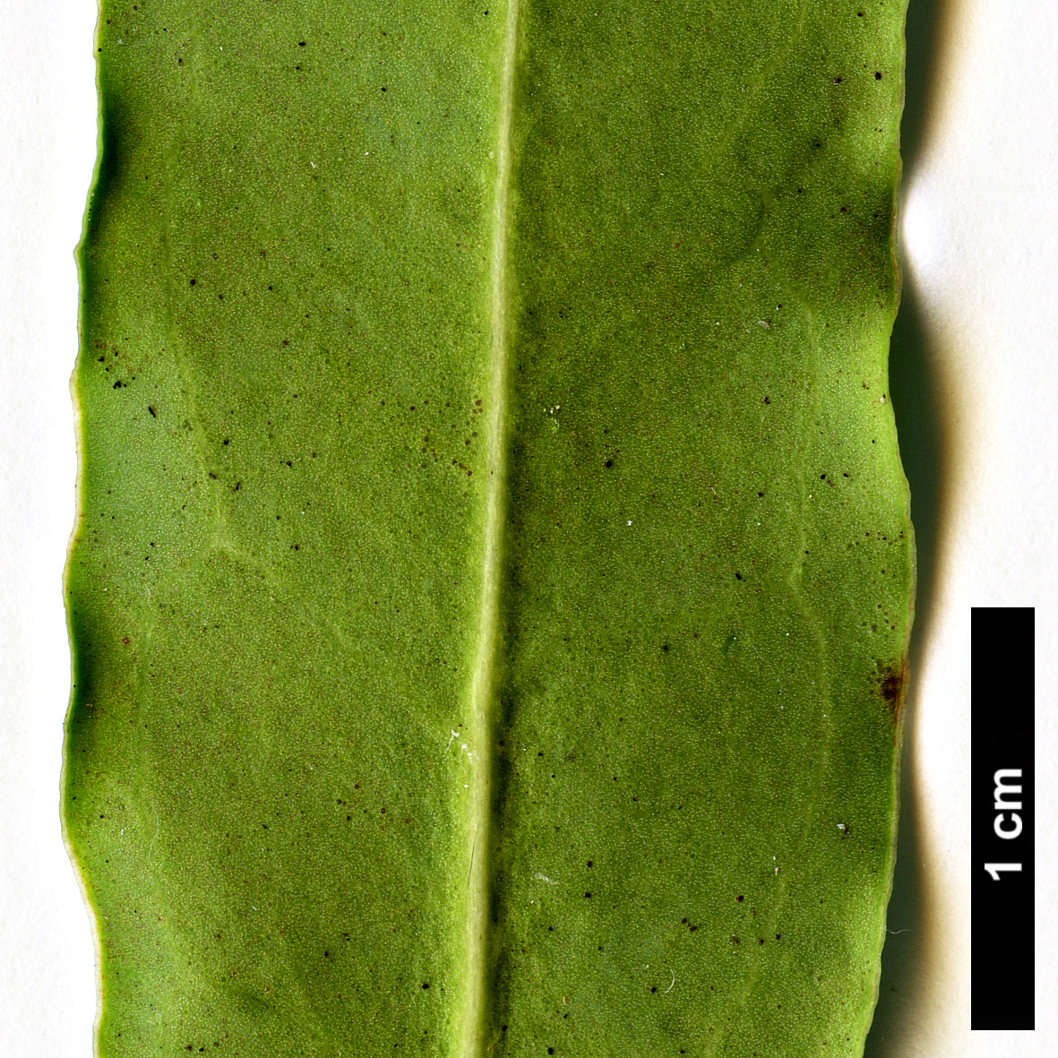 High resolution image: Family: Buxaceae - Genus: Sarcococca - Taxon: hookeriana - SpeciesSub: var. digyna 'Purple Stem'